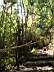 Doi Inthanon 011.jpg